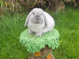 Mini Lop rabbits PURE MINI LOP BUNNIES - Advert 1