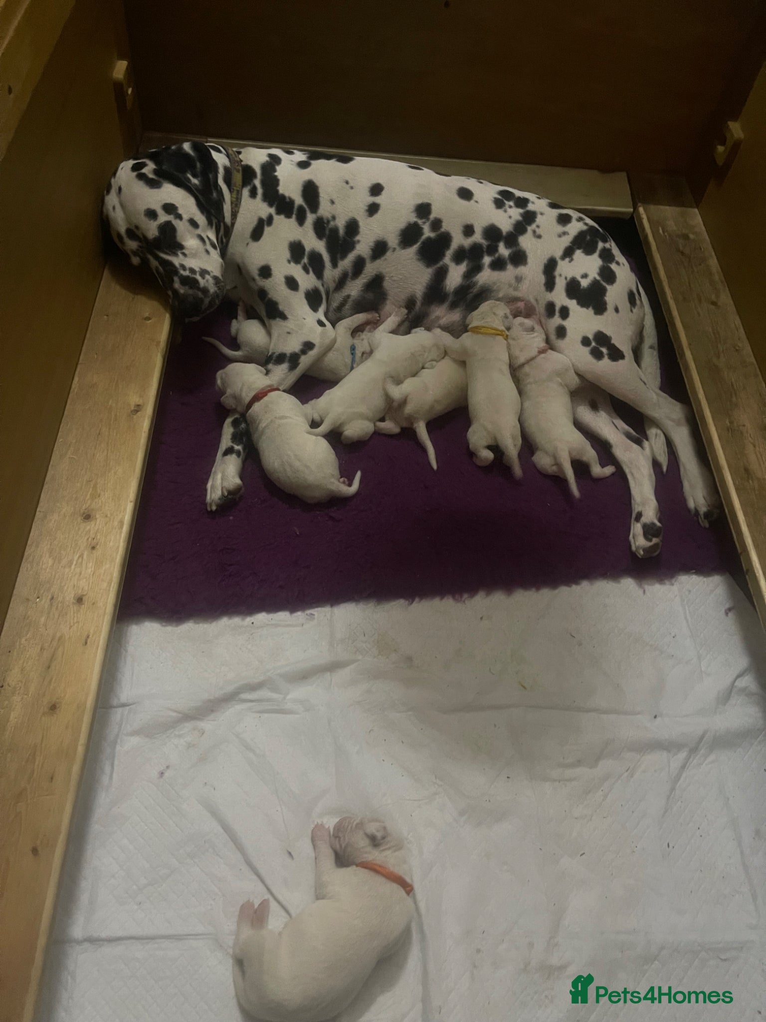 Dalmatian dogs Dalmatian puppies (5 males and 2 bitches) - Advert 1