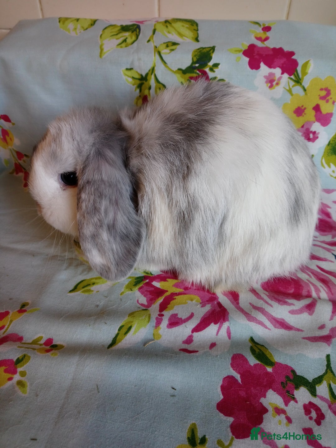 Mini Lop rabbits for sale: Pedigree Mini Lops - Advert 12