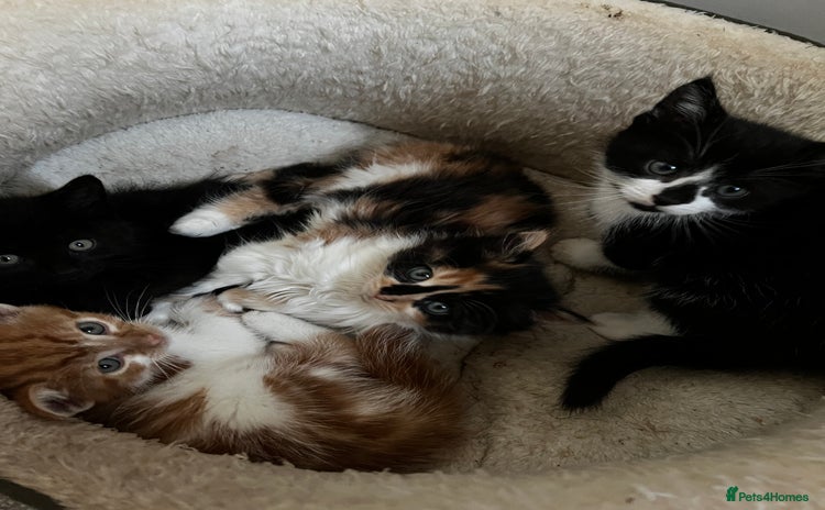 Mixed Breed cats - Advert 8