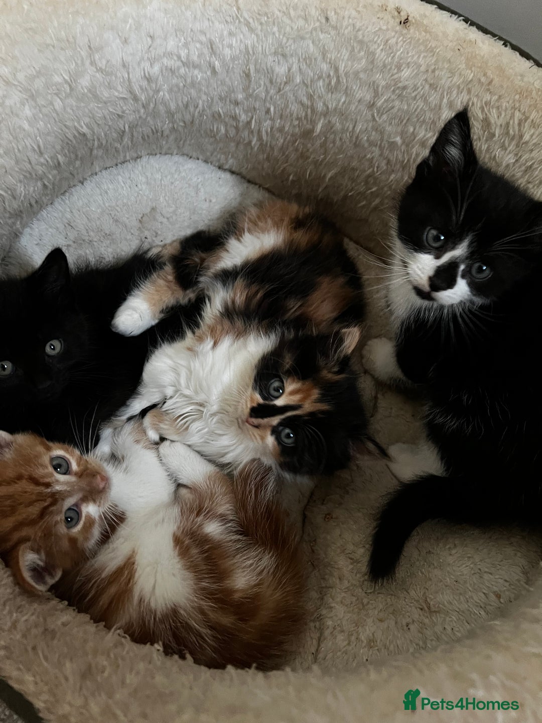 Mixed Breed cats for sale: Fluffy Mixed Breed Kittens For Sale  - Image 1