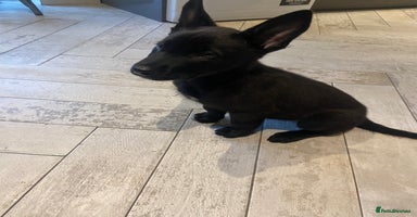 Belgian Shepherd Dog dogs in Wingate - Advert 4