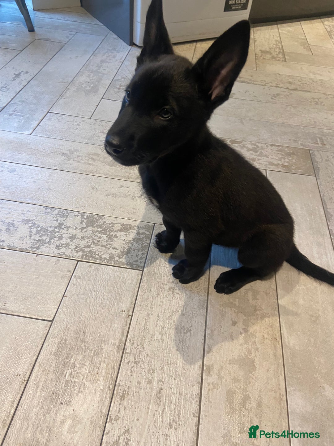 Belgian Shepherd Dog dogs for sale: Malinois x Dutch herder ready to collect !  in Wingate - Image 6