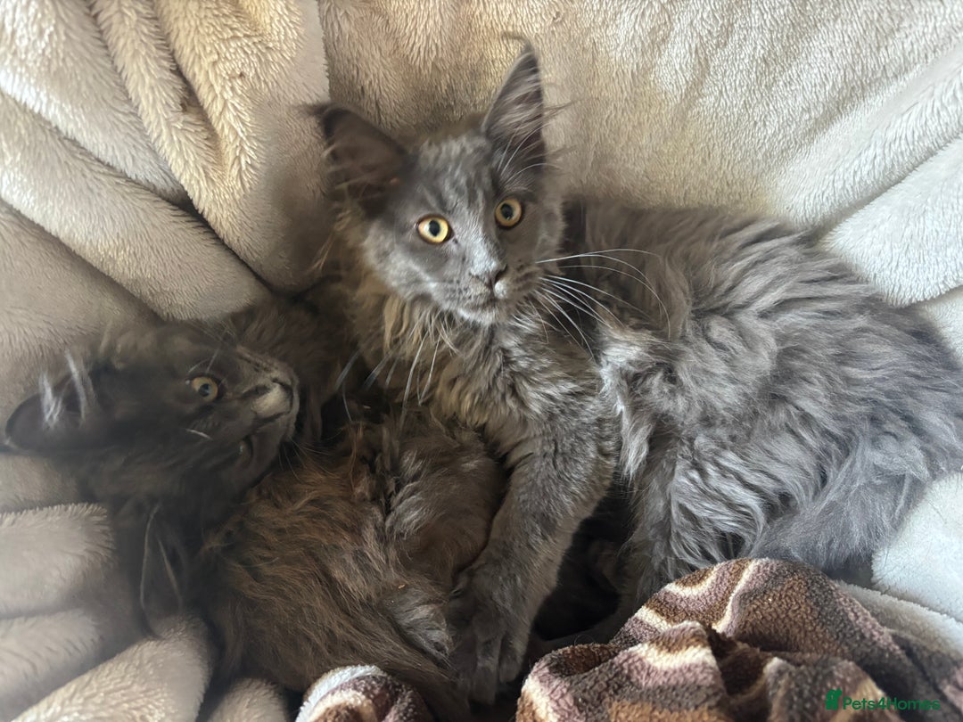 Maine Coon cats for sale: Blue Maine Coon kittens - Image 7