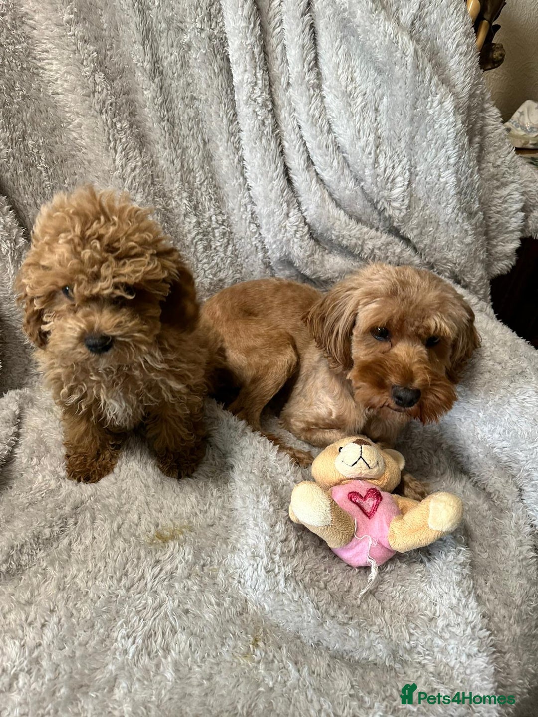 Cockapoo dogs for sale: F1b cockerpoo’s  - Image 4