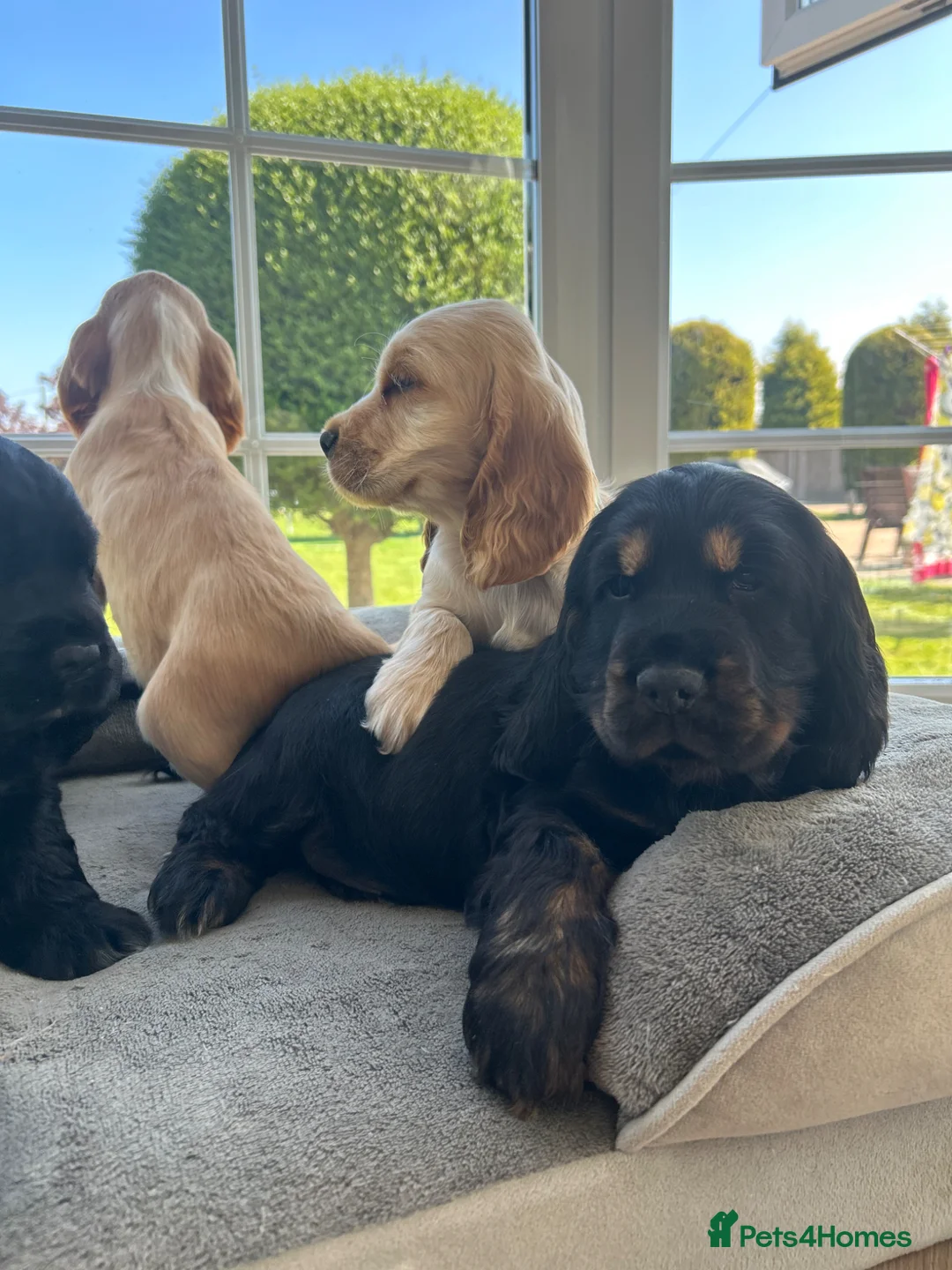 Cocker Spaniel dogs for sale: Quality DNA clear show cocker spaniels  - Advert 1