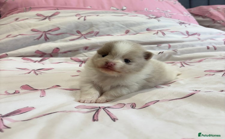 Pomeranian dogs - Advert 14