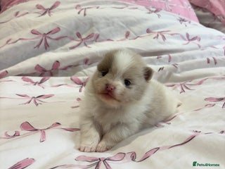 Pomeranian dogs - Advert 3