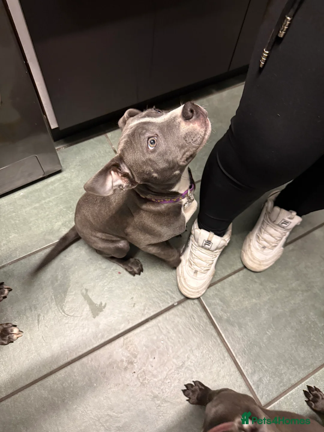 Staffordshire Bull Terrier dogs for sale: 1 female  Blue Staffordshire bull terrier staffy - Advert 4