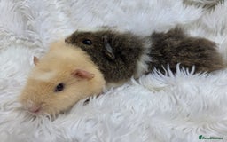 Guinea Pig rodents for sale: Pure Breed Teddy Females - Image 6