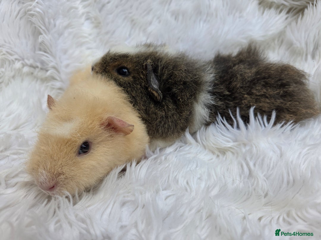 Guinea Pig rodents for sale: Pure Breed Teddy Females - Image 6