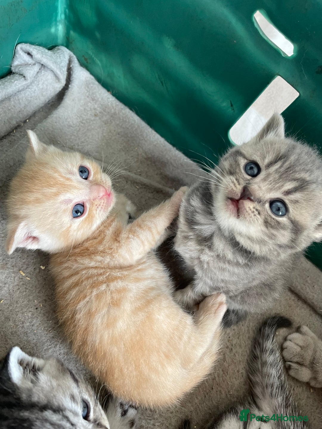 Scottish Fold cats for sale: Pedigree Scottish fold kittens for sale - Image 12