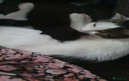 Mixed Breed cats for sale: Beautiful Playful Tuxedo Kitten - Image 4