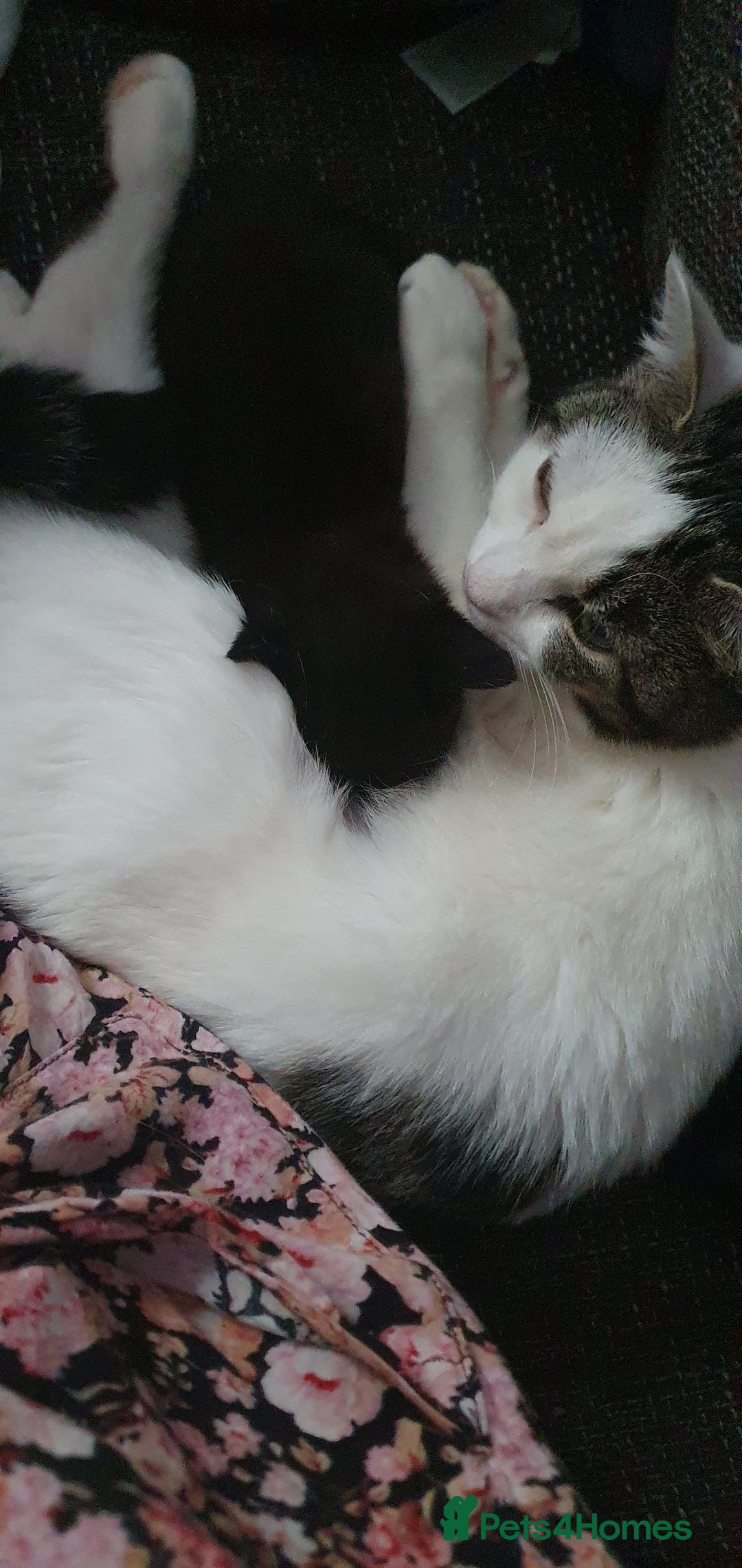 Mixed Breed cats for sale: Beautiful Playful Tuxedo Kitten - Image 4