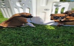 Boxer dogs for sale:   🐾 Champion Bloodline Boxer Puppies🐾 - Image 26