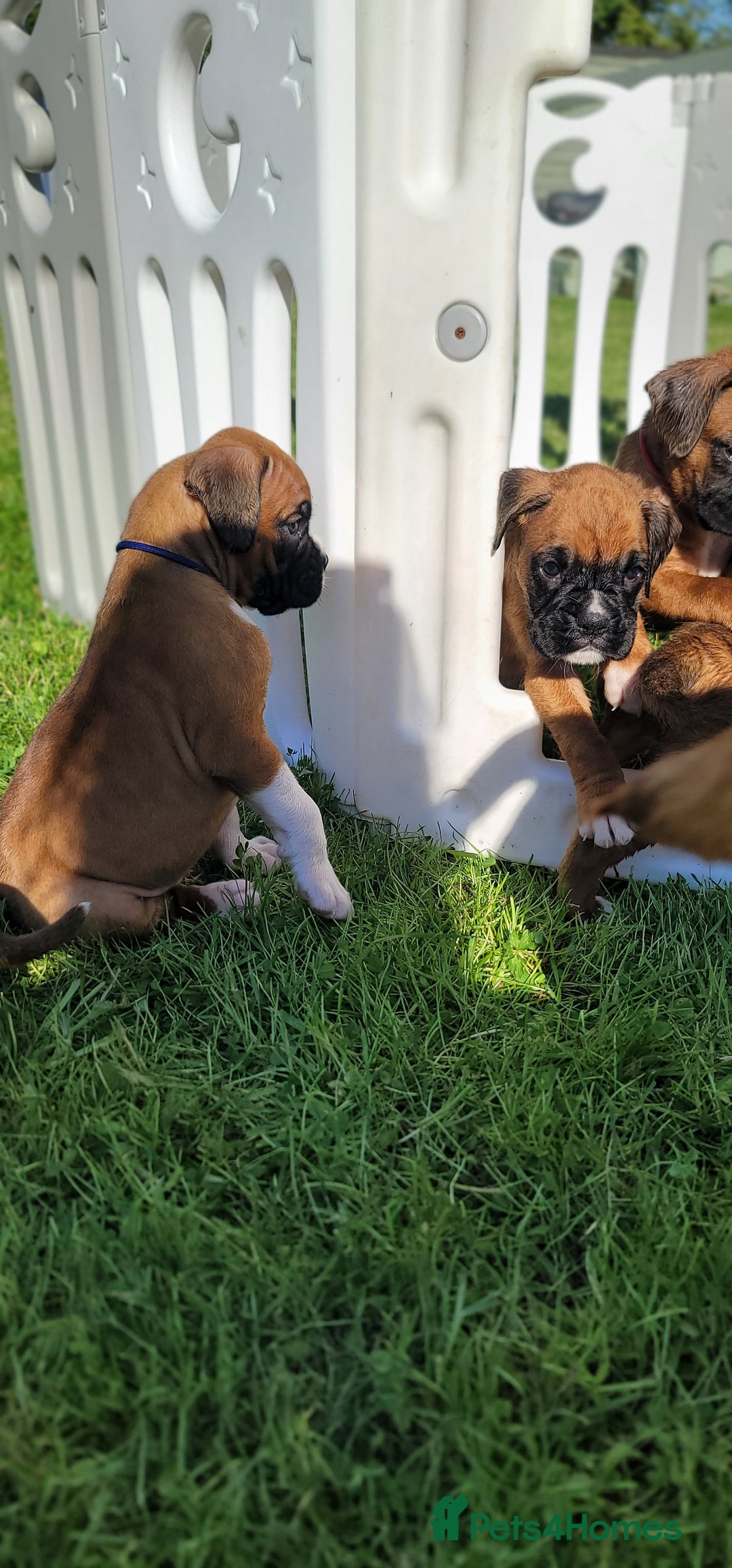 Boxer dogs for sale:   🐾 Champion Bloodline Boxer Puppies🐾 - Image 26