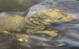 Standard Poodle dogs for sale: Kc registered standard poodle pups  - Image 7