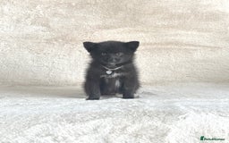 Pomsky dogs for sale: Adorable small f3 Pomsky puppies for sale  - Image 15