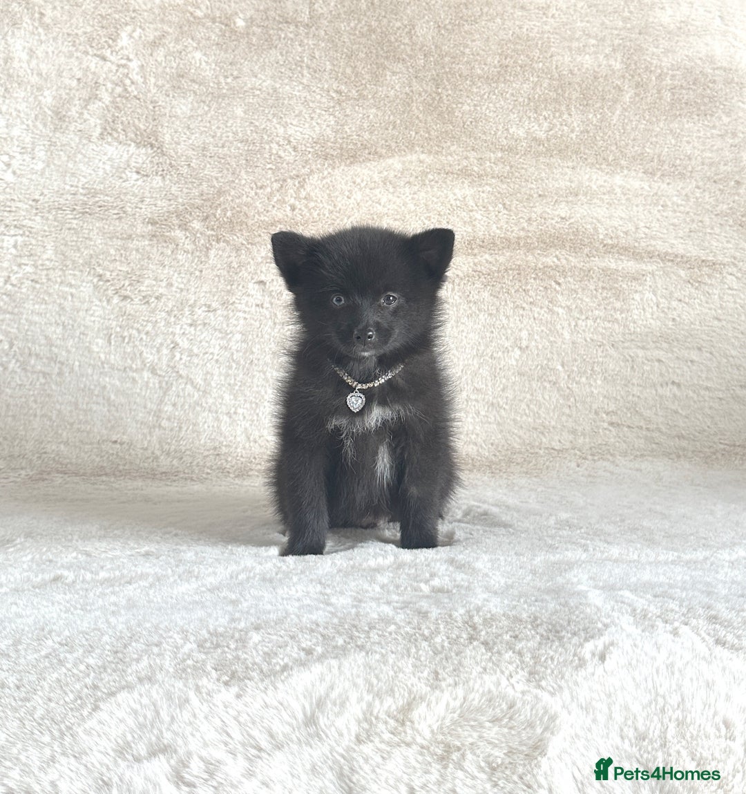 Pomsky dogs for sale: Adorable small f3 Pomsky puppies for sale  - Image 15