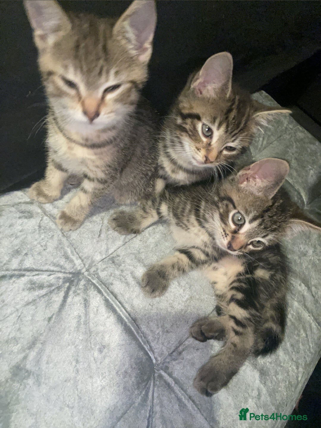 Mixed Breed cats for sale: Kittens For Sale  - Advert 2