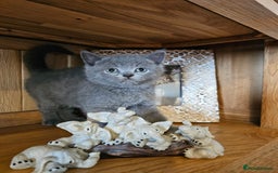 Scottish Fold cats for sale: Scottish fold and straight ears kittens for sale.  - Image 5
