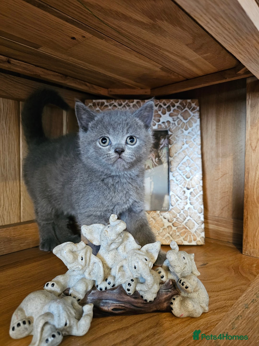 Scottish Fold cats for sale: Scottish fold and straight ears kittens for sale.  - Image 5