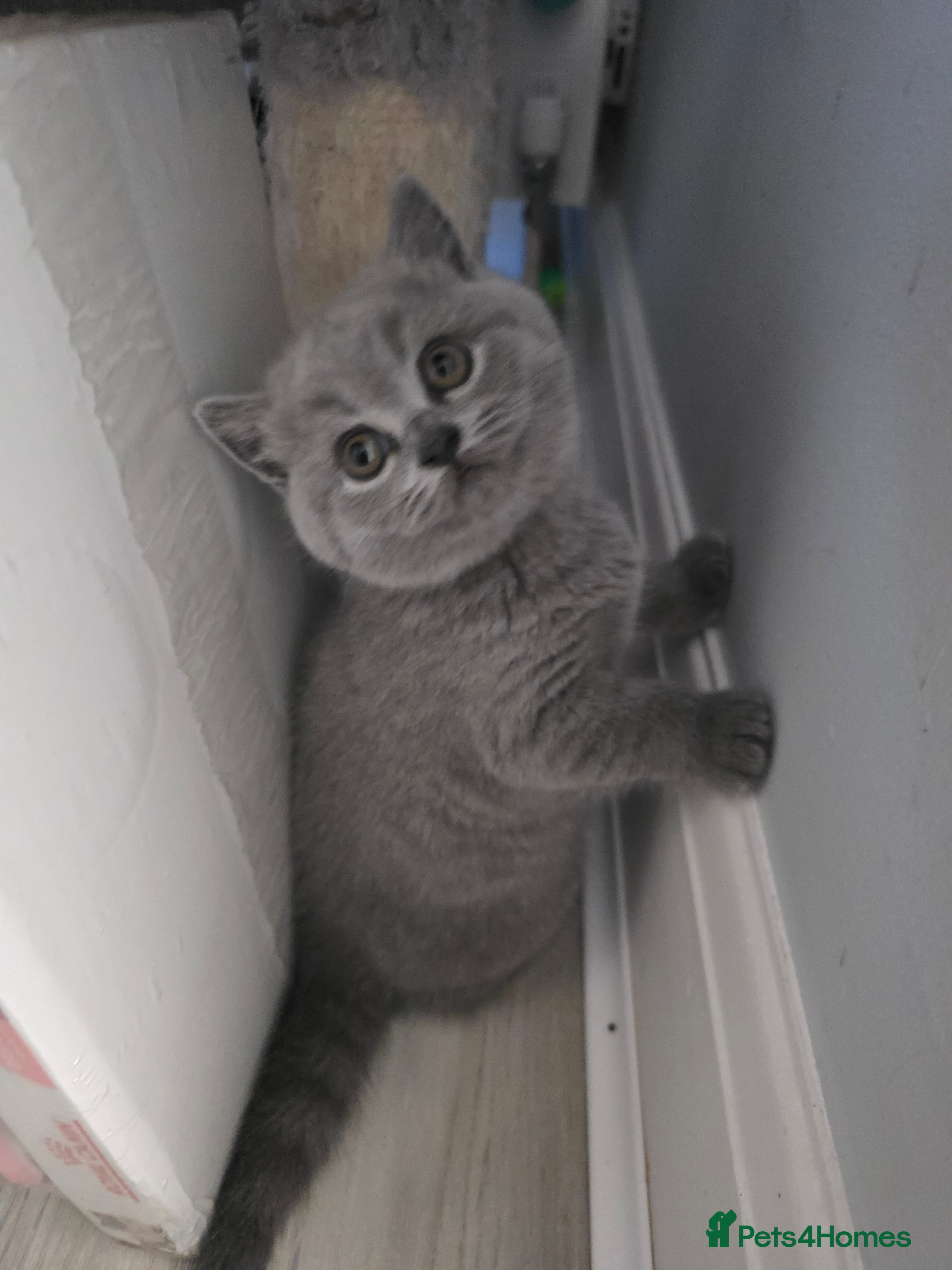 British Shorthair cats Beautiful GCCF register LAST girl BSH  - Advert 6