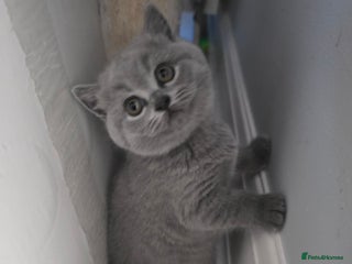 British Shorthair cats Beautiful GCCF register LAST girl BSH - Advert 11