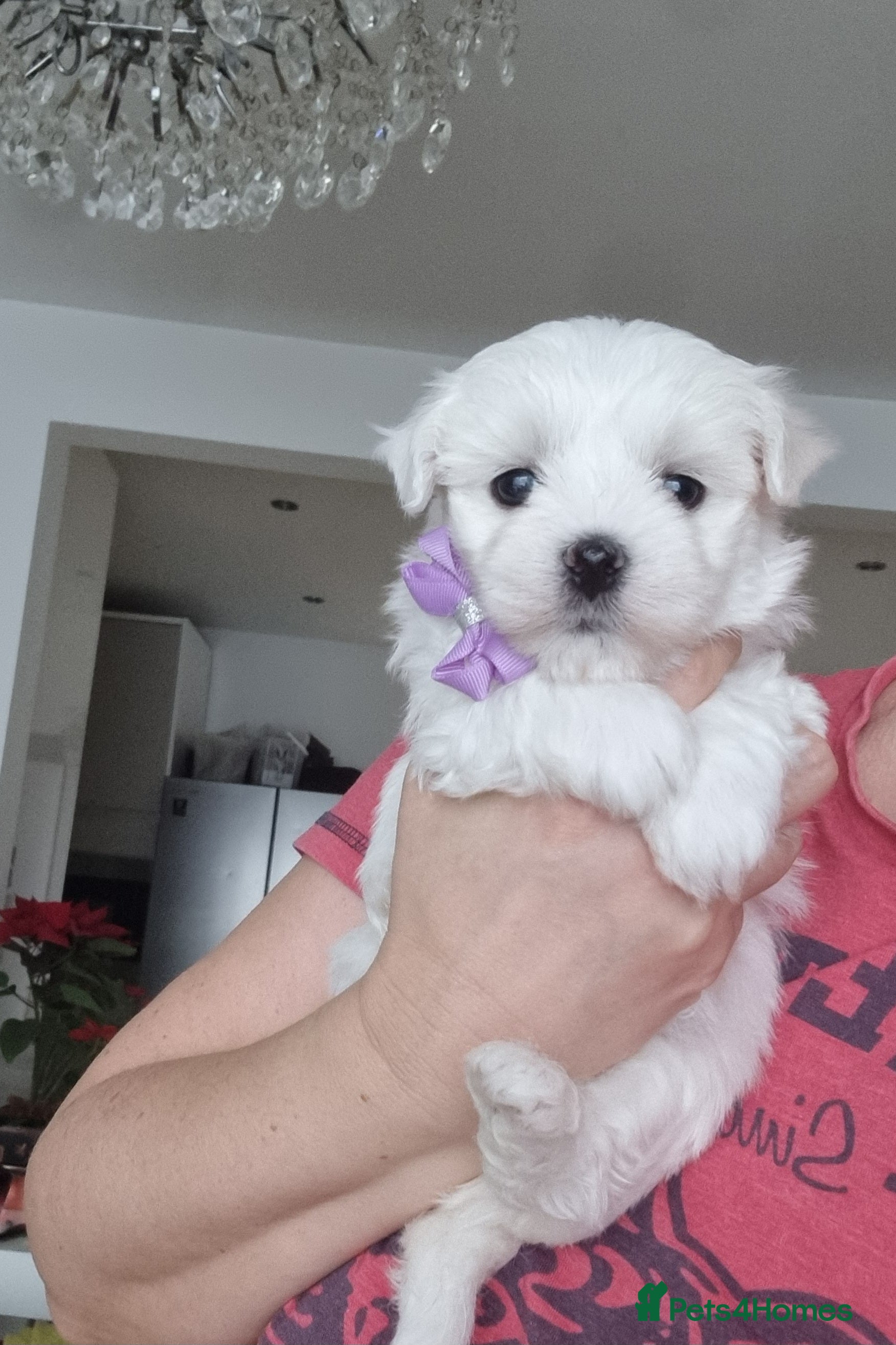 Maltese dogs Maltese pure breed 3xBoys ready on 14 December  - Advert 13