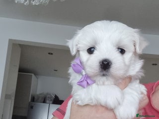 Maltese dogs Maltese pure breed 3xBoys ready on 14 December - Advert 15
