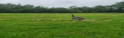 Emus poultry for sale: Rhea chicks grey and white  - Advert 2