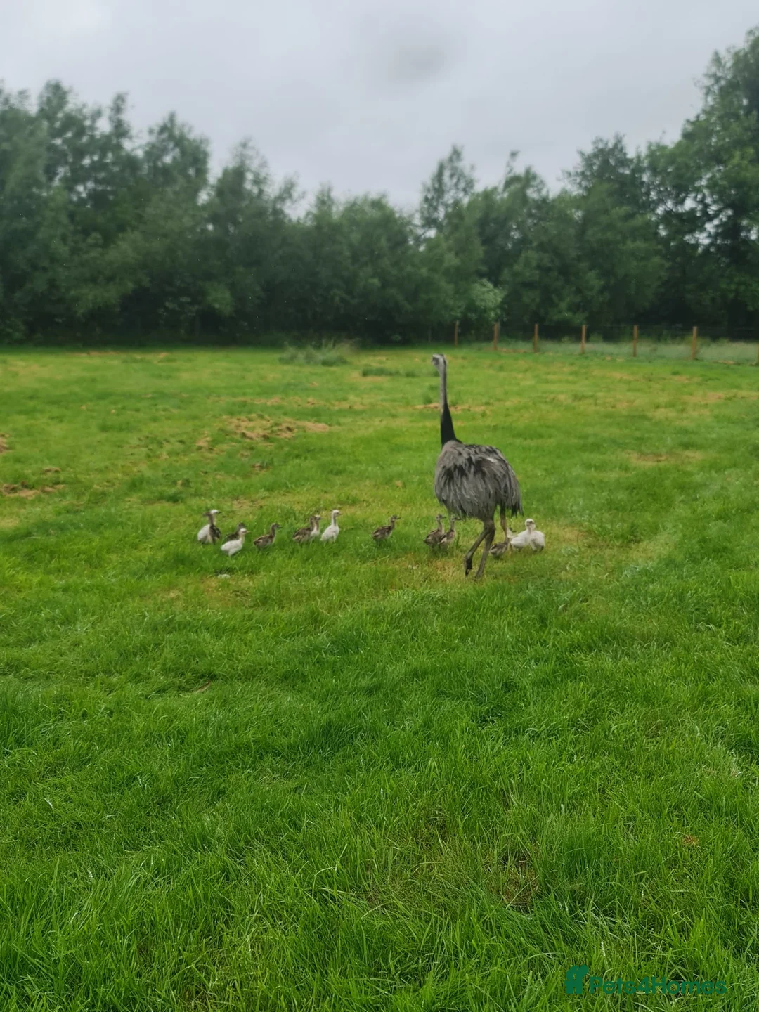 Emus poultry for sale: Rhea chicks grey and white  - Advert 2
