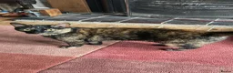 Mixed Breed cats for sale: x4 boy Kittens for sale - Advert 7