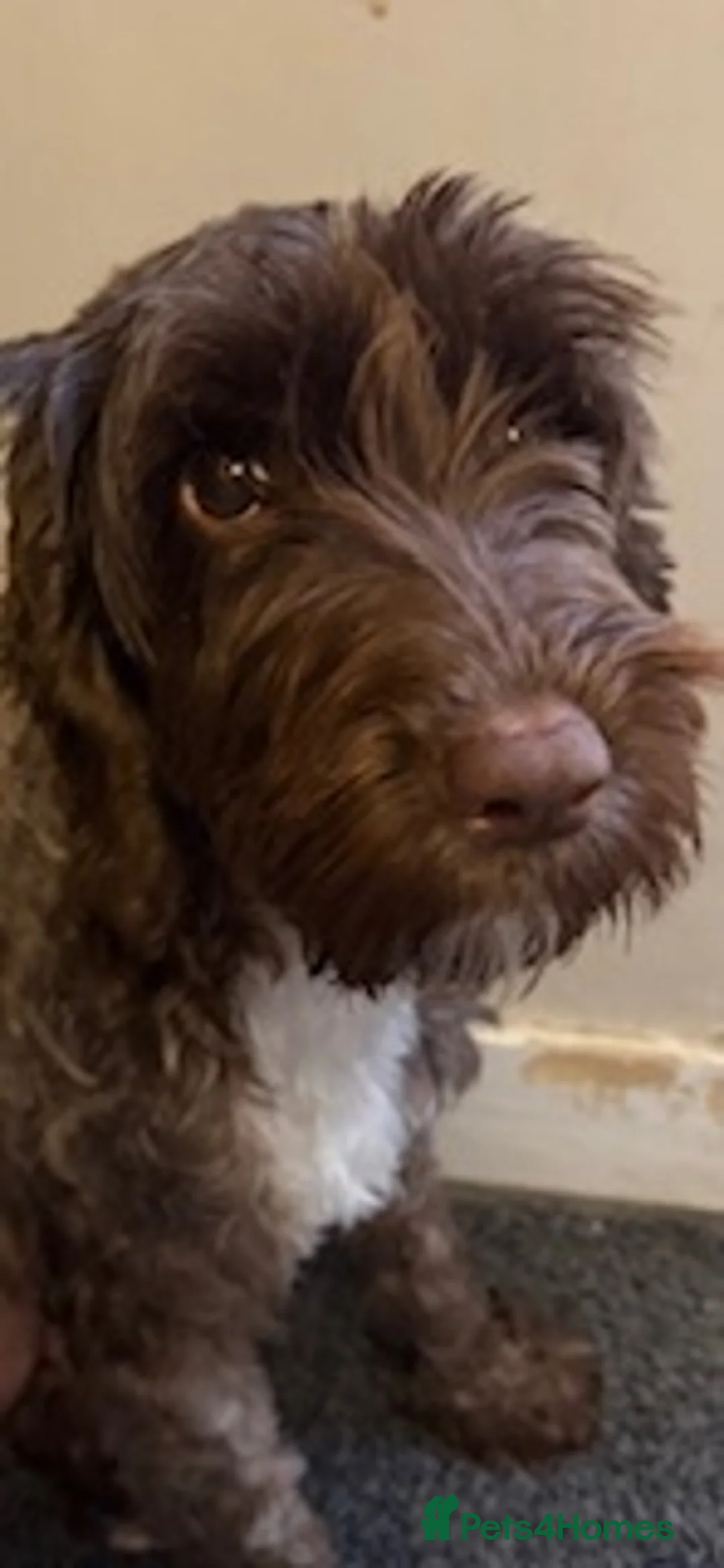 Mixed Breed dogs for sale: F1b Cockapoo x Cavapoo (Double Doodles) Moray - Advert 14