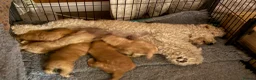 Cavapoo dogs for sale: Beautiful Cavapoo puppies  - Advert 10