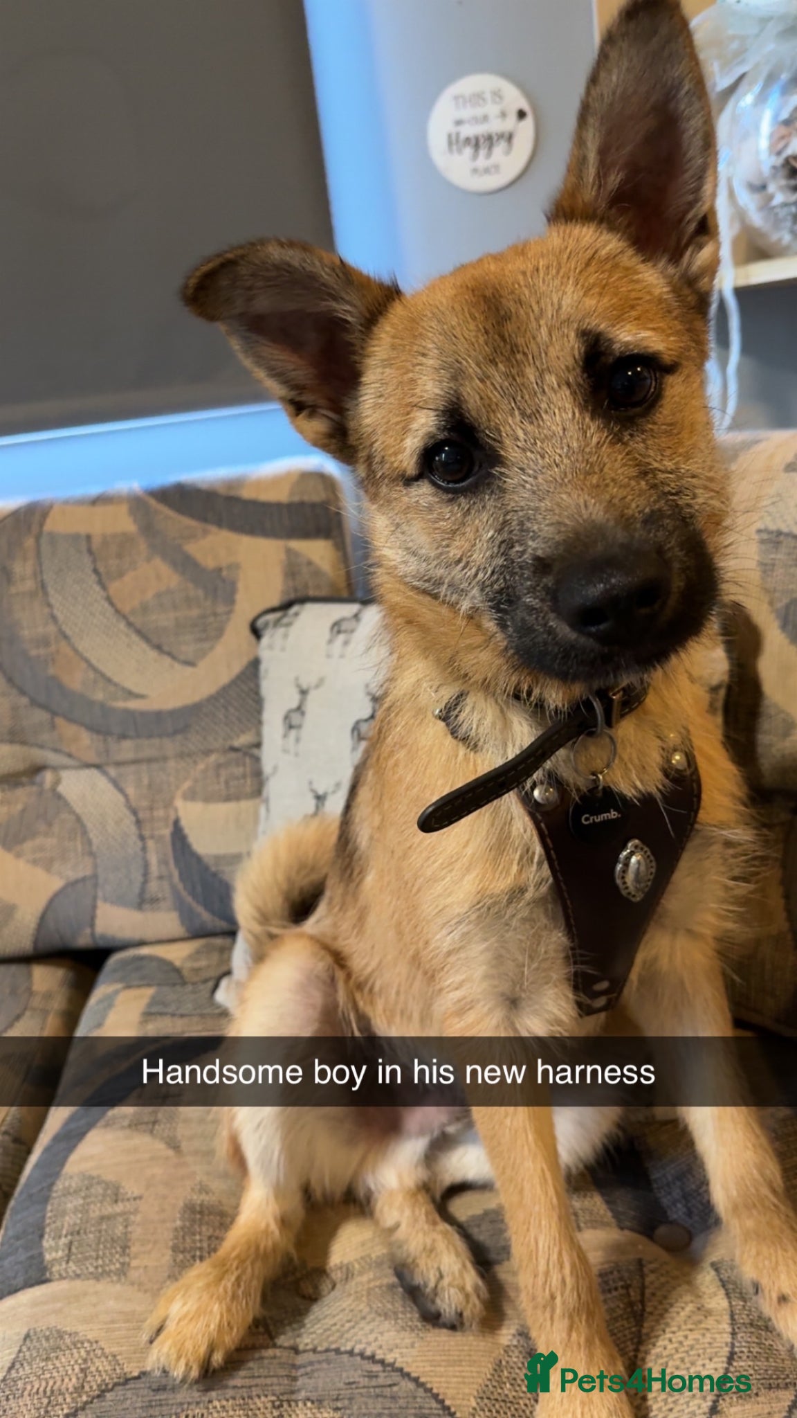 Mixed Breed dogs Roscoe  - Advert 1