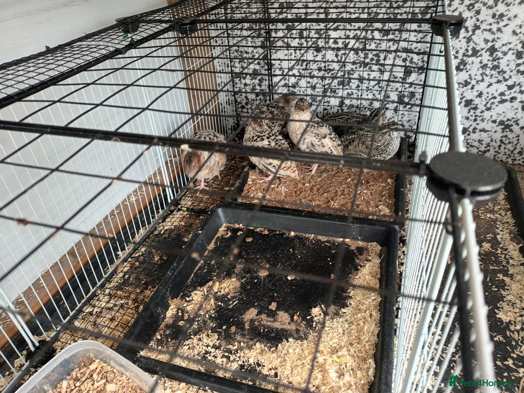 Quail poultry for sale: Cortinex quail  - Image 1
