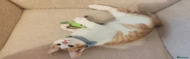 Mixed Breed Kitten 1