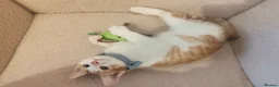Mixed Breed cats for sale: 4 Loving kittens for sale  - Advert 19