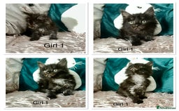 Maine Coon cats for sale: XXL Maine Coon kittens 🔥rare Black Smoke  - Image 28