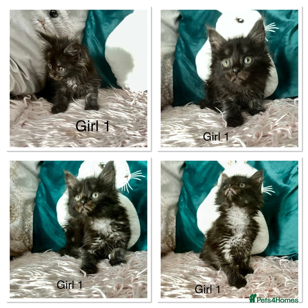 Maine Coon cats for sale: XXL Maine Coon kittens 🔥rare Black Smoke  - Image 28