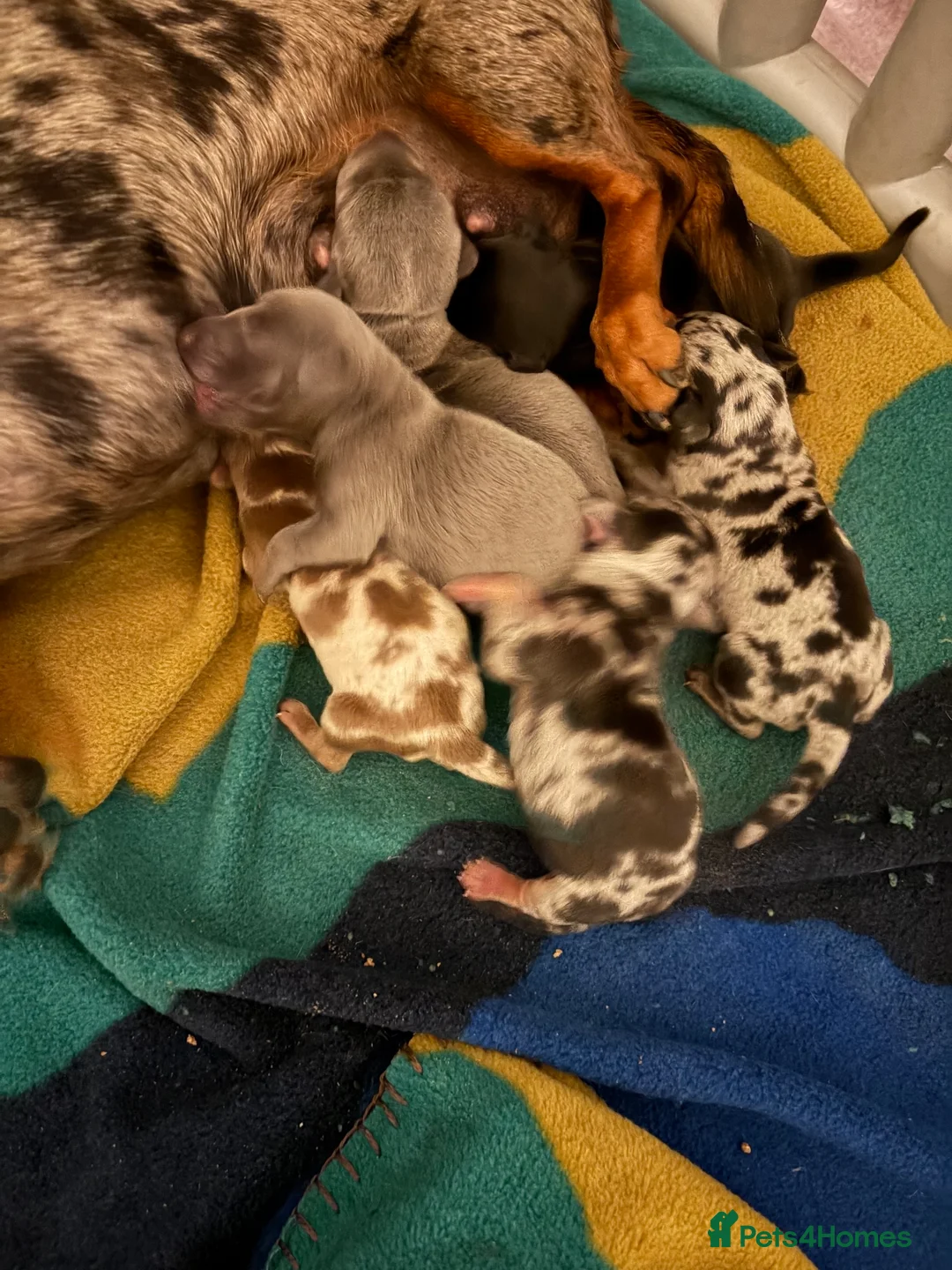 Miniature Dachshund dogs for stud: Isabella dachshund - Advert 2