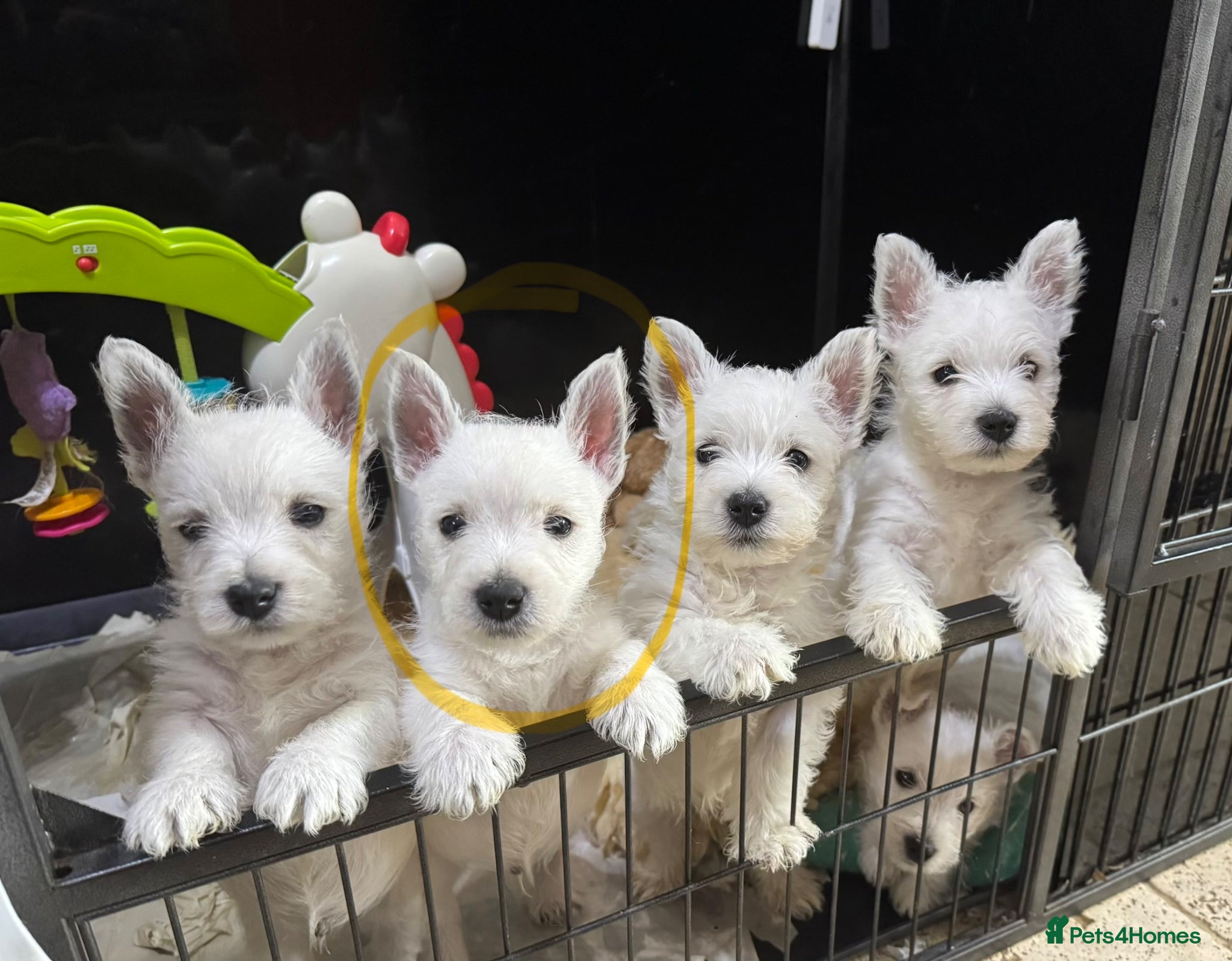 West Highland Terrier dogs Top quality KC registered Male Puppy available. - Advert 1