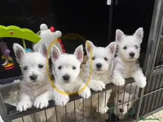 West Highland Terrier dogs Top quality KC registered Male Puppy available. - Advert 1