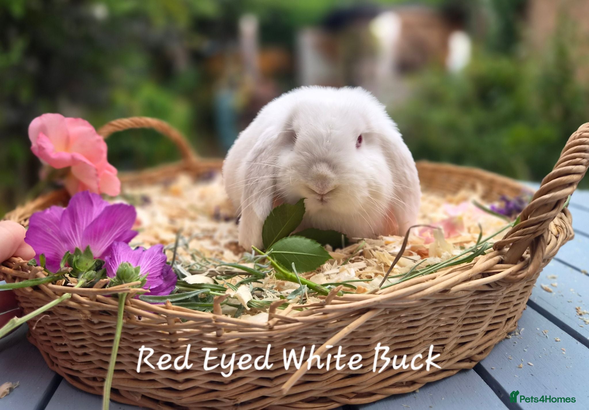 Mini Lop rabbits 3 Red eyed white Dwarf lops available - Advert 17
