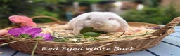 Mini Lop rabbits for sale: Two Mini lops and 4 Dwarf lops available - Advert 3