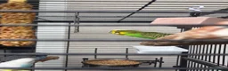 Budgerigars birds for sale: 6 budgies for sale beautiful colpurs - Advert 5