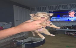 Pomchi dogs for sale: Pomchi - Image 4