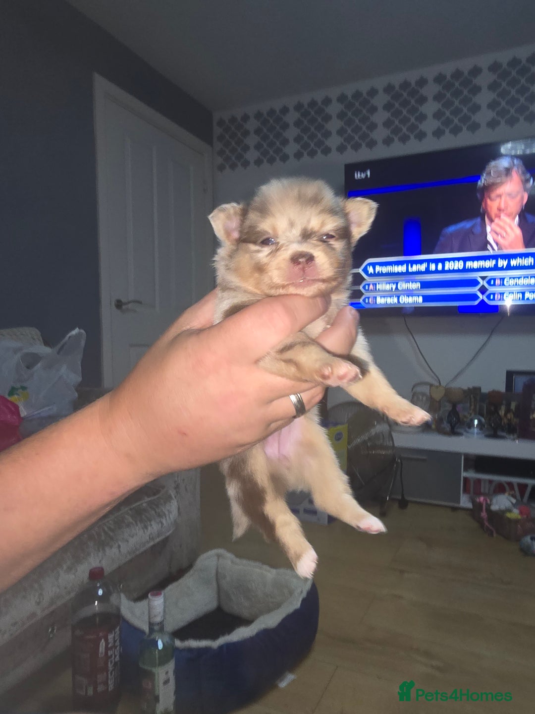 Pomchi dogs for sale: Pomchi - Image 4