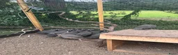Guinea Fowl poultry for sale: Guinea foul  - Advert 2